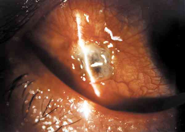 f10-01.jpg (48014 bytes)